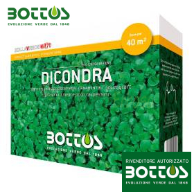 Dicondra - Graines de gazon 500g