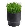 SOD CUP - Portazolle