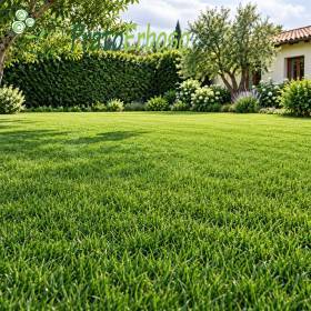 Prato CLASSICO verde e folto in giardino curato con siepe, alberi e aiuole fiorite