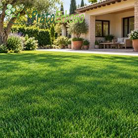 Wiese ELEGANCE: dichter, sattgrüner Rasen im gepflegten Garten vor mediterraner Terrasse