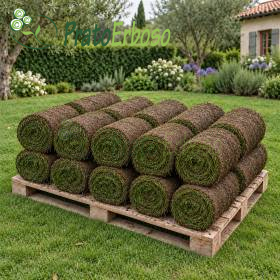 10 m2 of ready-made lawn in rolls