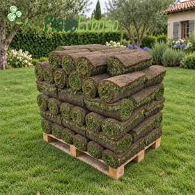 40 m2 of ready-made lawn in rolls