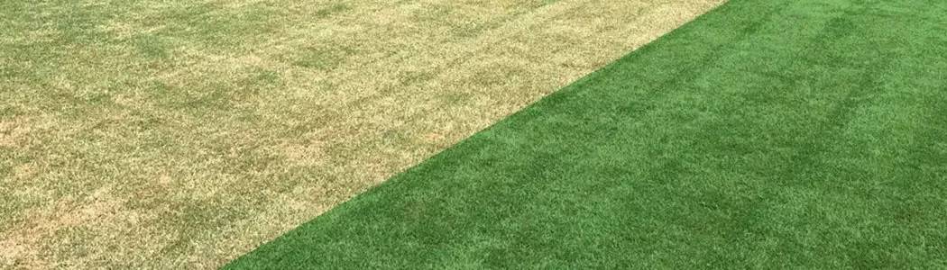 Lawn dyes